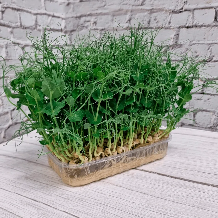 Микрозелень гороха